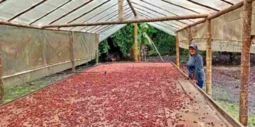 Proyecto PIDARA impulsa la competitividad del cacao en Manabí